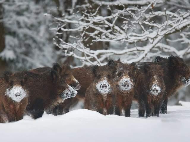 秋霜冬雪猜一动物，奥秘解释落实
