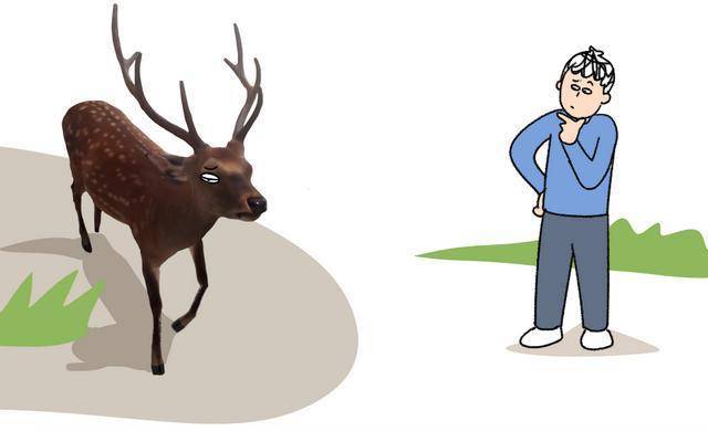 道路传闻猜一动物，背后的坚韧与不屈