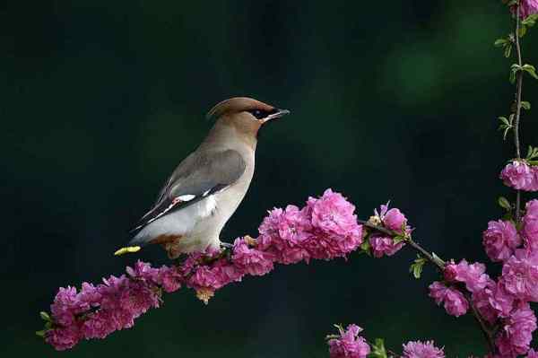 鸟语花香猜一生肖，精选解析与落实的详细结果