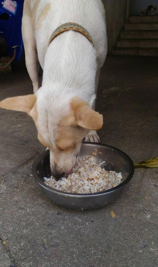 帮狗吃食，揭示生肖中的忠诚之友
