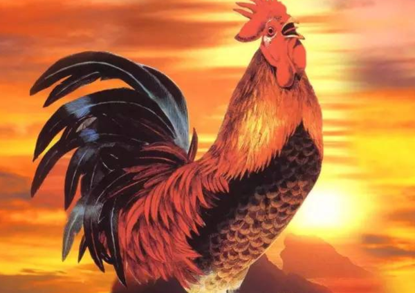 鸡头凤尾三缺一猜一生肖，的温馨解析与文化解答