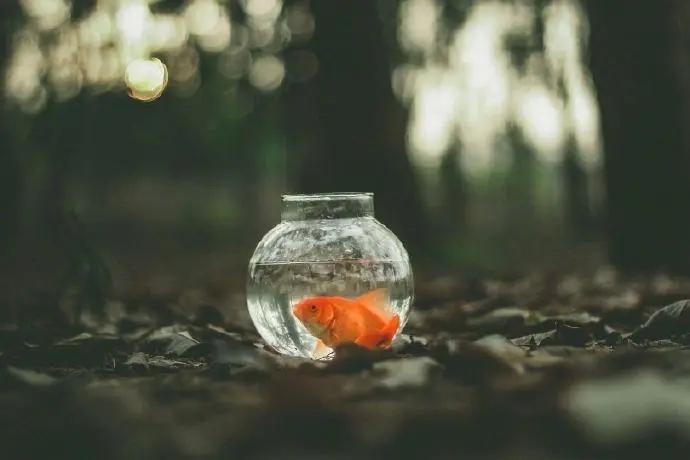 抱诚守真是指什么生肖,深度解析与智慧思考 抱诚守真是指什么生肖,深度解析与智慧思考