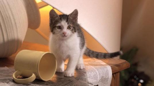 女猴与生肖配对，探寻最佳伴侣的奥秘