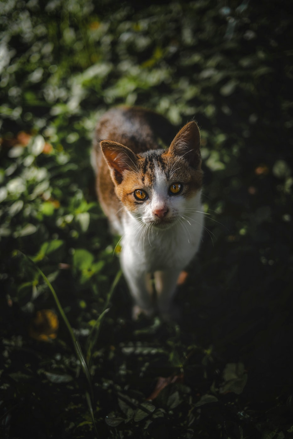 喜怒无常的动物，谜底揭晓与最新科学解释