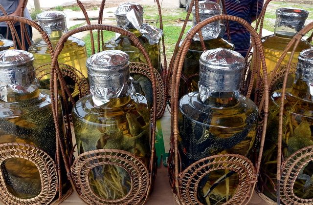 揭秘心狠手辣背后的生肖智慧与策略，以蛇为例