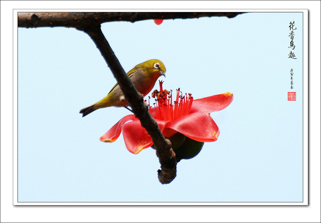 鸟语花香解生肖之谜