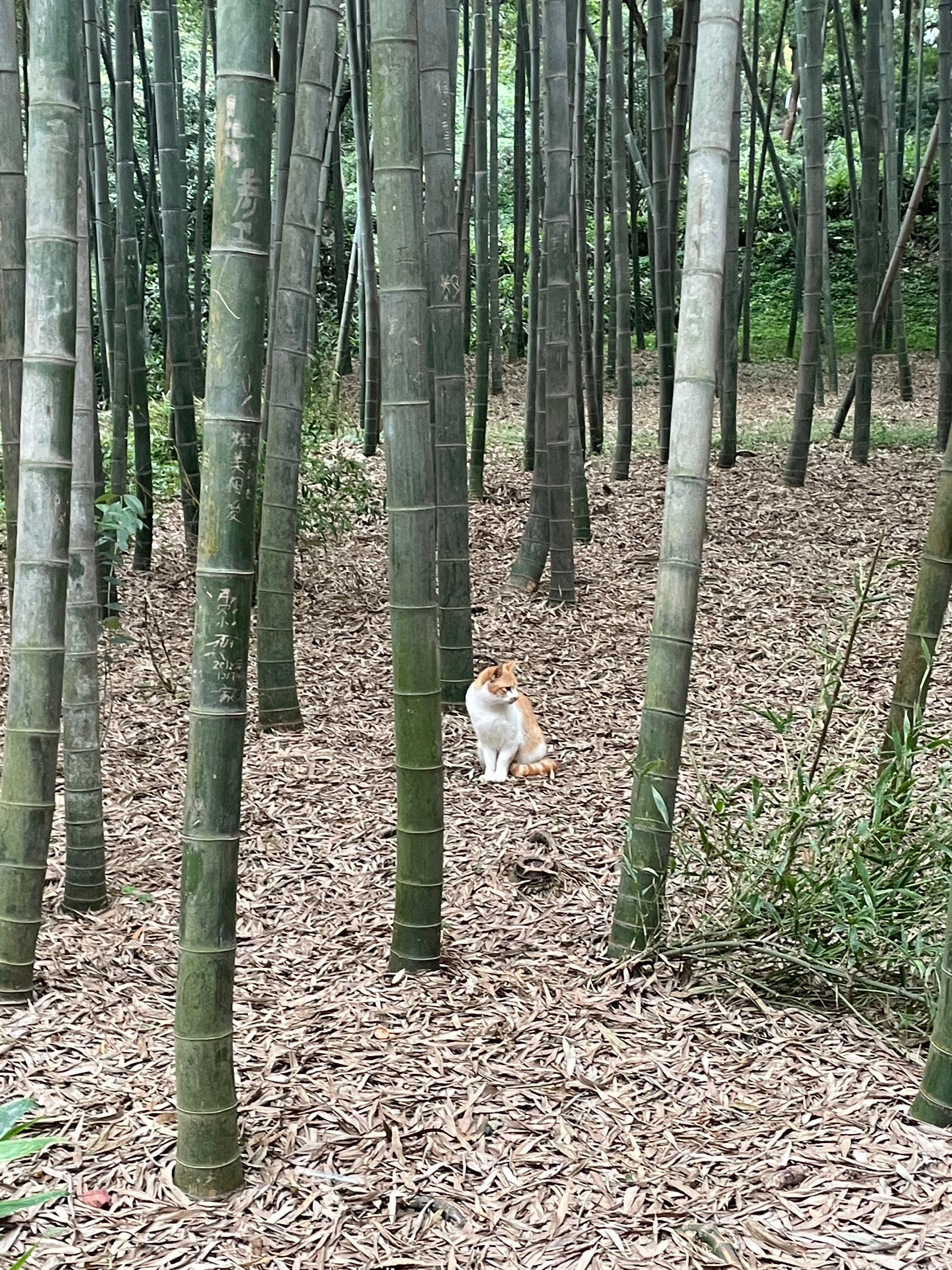 小山几座竹绿绿猜一动物，成就解释落实