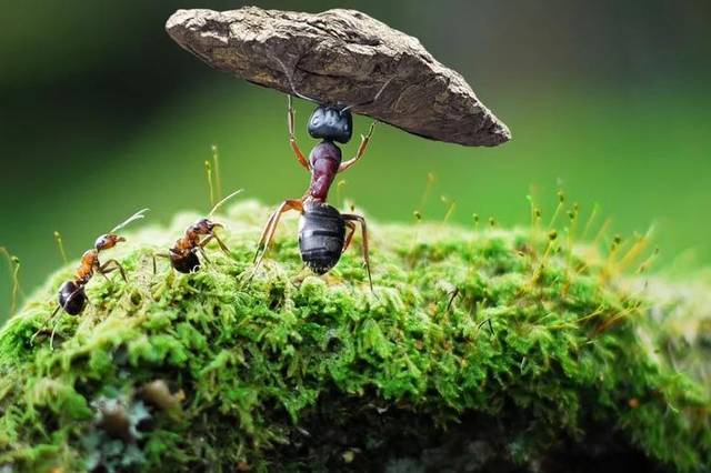 解密蚂蚁上树与生肖之谜，采民智慧与文化寓言