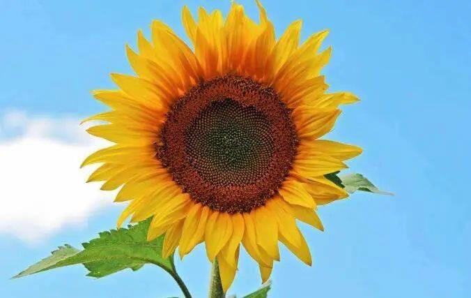 阳光是什么生肖，重点诠释解释落实