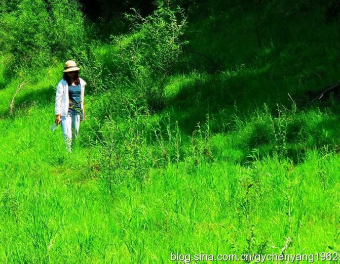 绿草如茵猜一生肖，采民作答落实解释