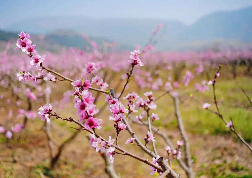 春风桃李又开花，生肖之谜的温馨解读