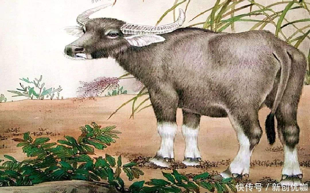 乌龟，生肖中的智慧与坚韧象征