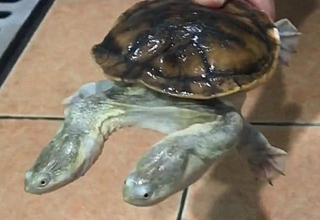 乌龟，生肖之外的友爱象征