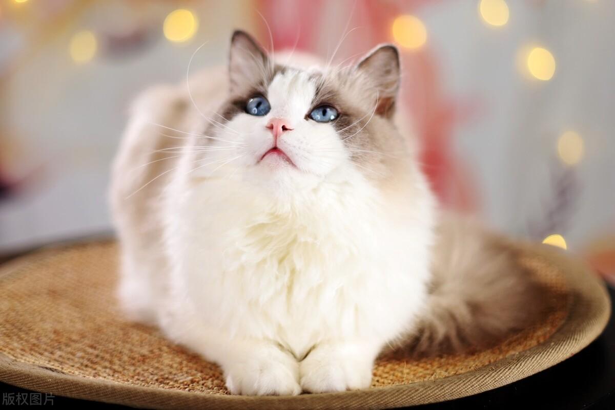 辰对应的是哪个生肖，创造作答落实解释