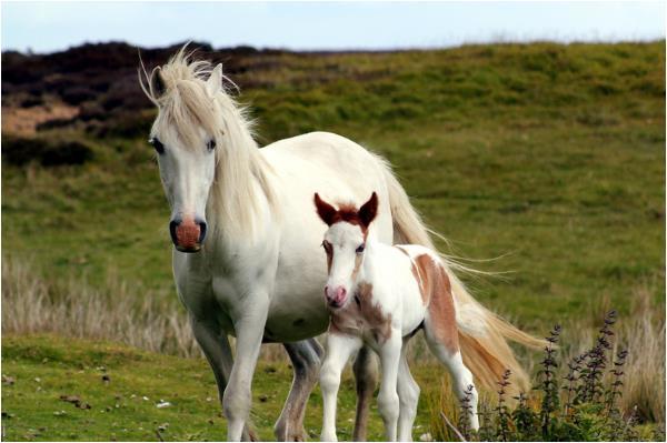 伯乐属什么生肖，精选解析与落实的详细结果