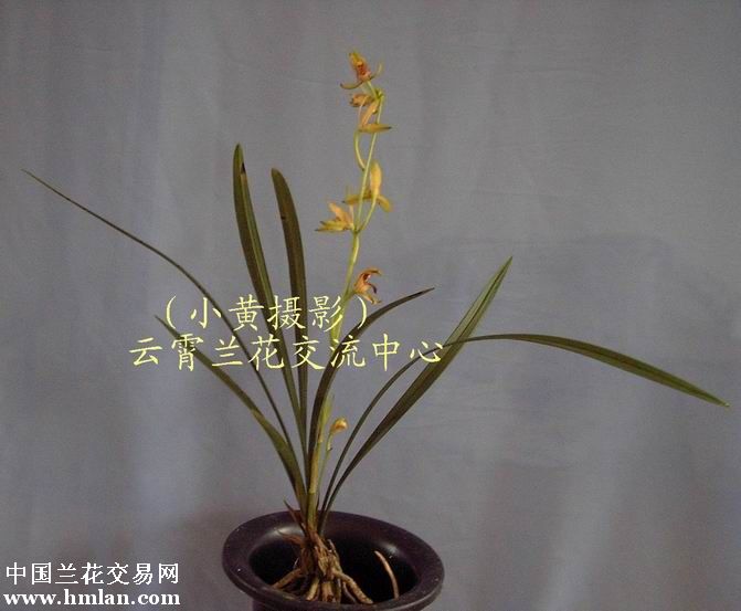 节外生枝，生肖鼠的智慧与哲理