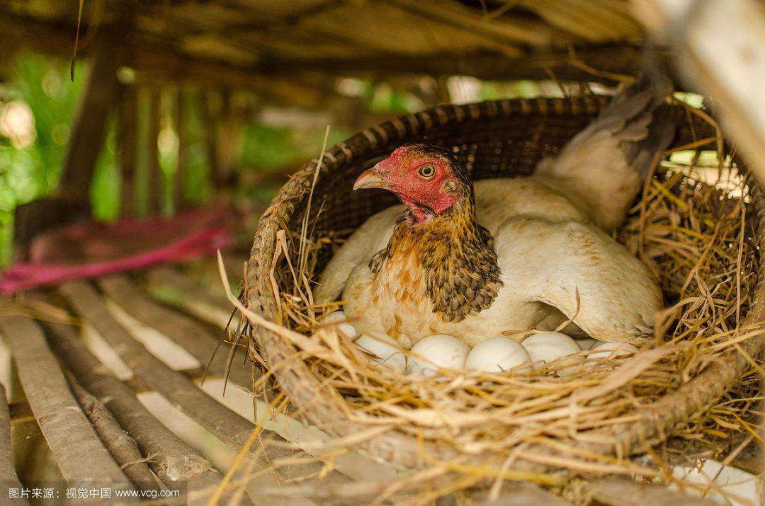 母鸡下蛋与生肖之谜,一次文化与科学的奇妙碰撞 母鸡下蛋与生肖之谜,一次文化与科学的奇妙碰撞