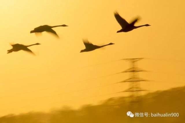 韶光似箭，揭秘生肖背后的时间哲学