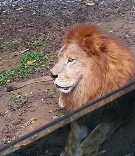 威风凛凛猜一动物，解释与落实的和谐共舞