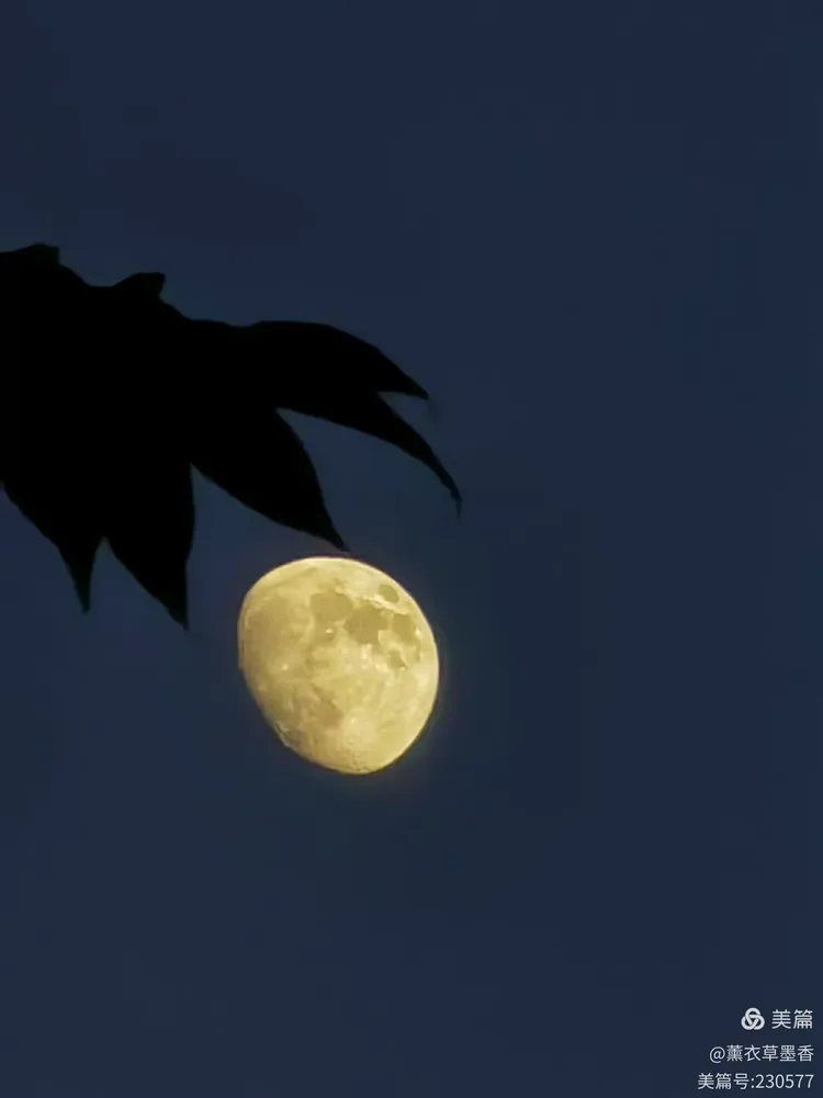 缺月再圆，生肖之谜的定量解析