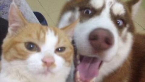 抖抖瑟瑟猜一动物,揭秘与解析的奇妙旅程 抖抖瑟瑟猜一动物,揭秘与解析的奇妙旅程