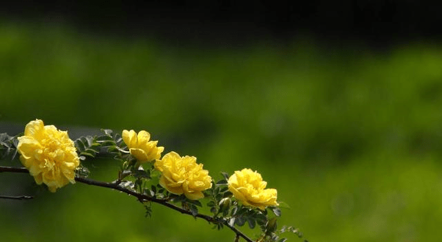 害人精是什么生肖，的故事与寓意