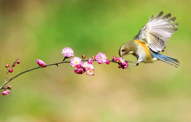 鸟语花香猜一生肖,精选解析与落实的详细结果 鸟语花香猜一生肖,精选解析与落实的详细结果