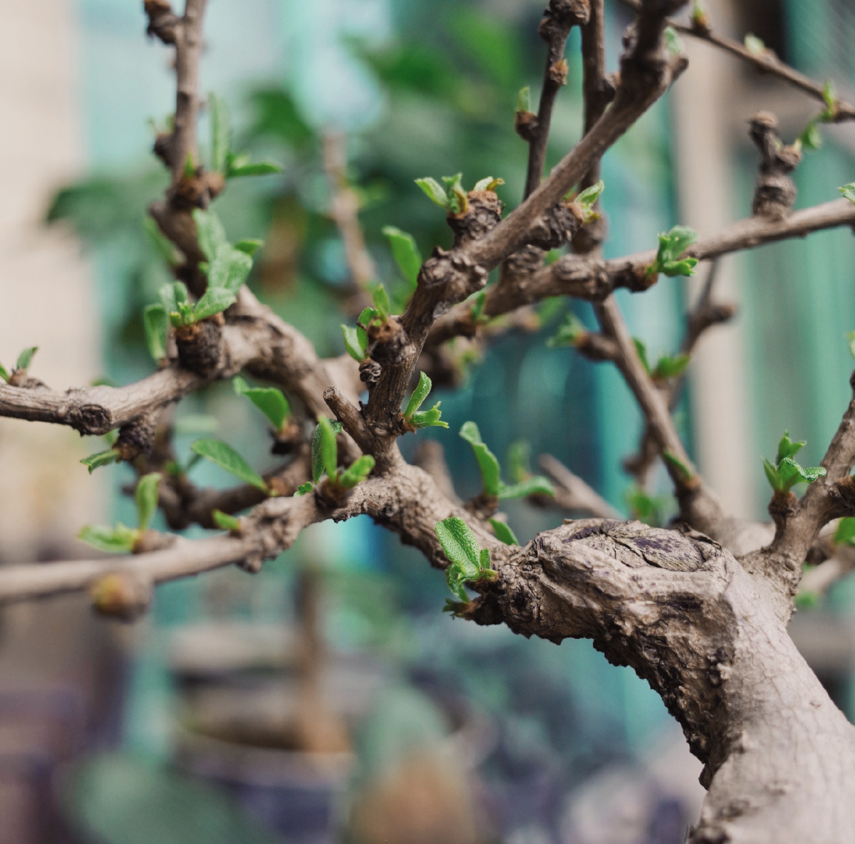 枯木逢春，生肖之谜与生命哲学的寓言