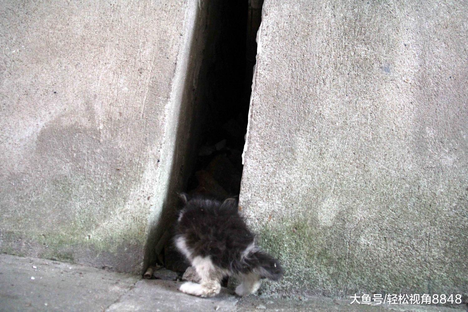 角落里的谜团,揭秘躲在角落不见人的生肖之谜 角落里的谜团,揭秘躲在角落不见人的生肖之谜