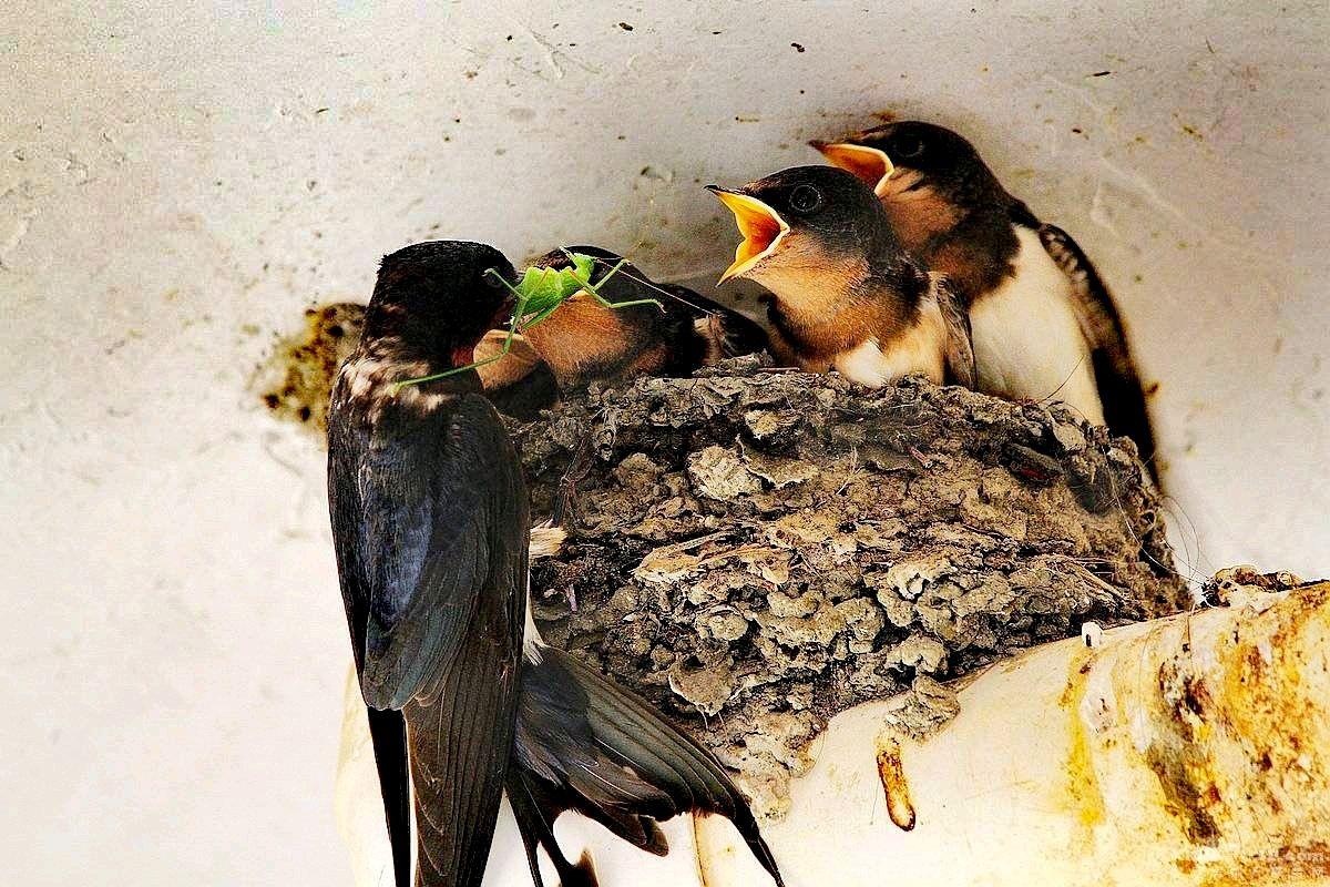 子孙后代生肖之谜,传承与哲理的交织 子孙后代生肖之谜,传承与哲理的交织