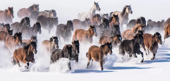 冲锋陷阵的生肖，勇往直前的马