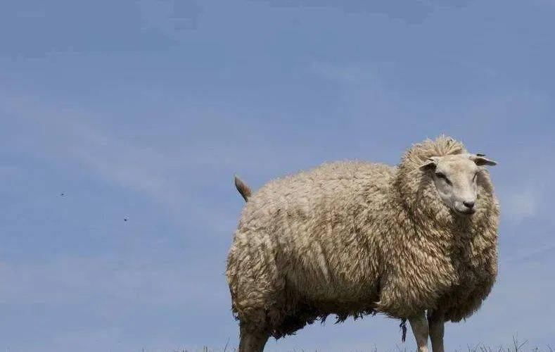 翻江倒海猜一生肖，全面揭晓解释落实