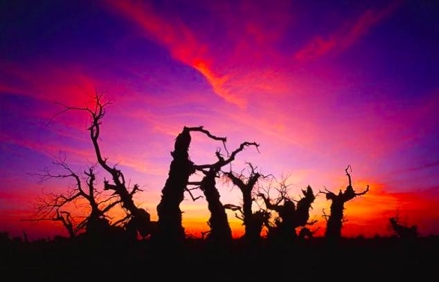 揭秘西风残照背后的生肖奥秘