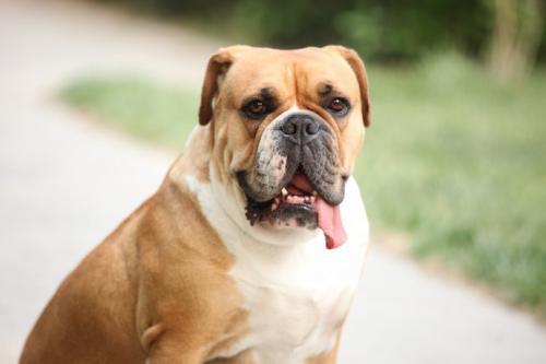 爱拍马屁的动物是什么生肖，的不安分之选