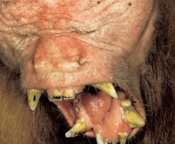 什么生肖没有牙齿,积极解释与落实的转变 什么生肖没有牙齿,积极解释与落实的转变