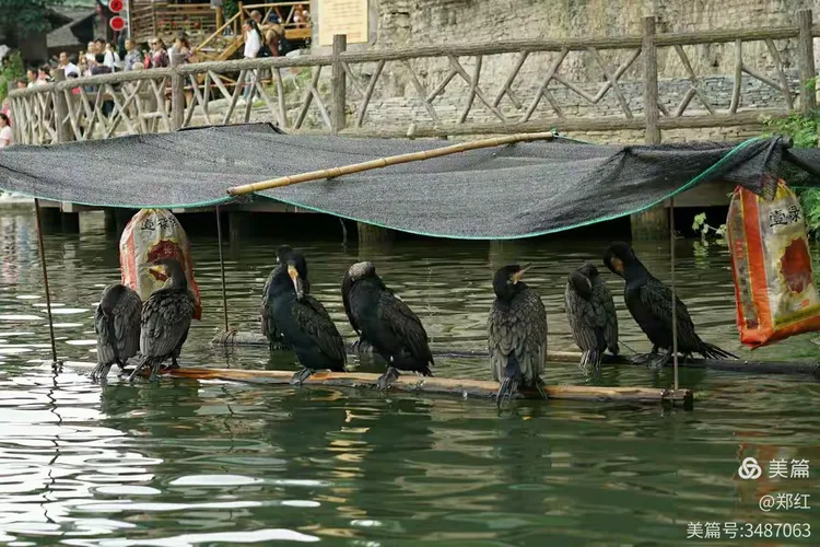 直随秋风冠边城猜一动物，成就解释落实