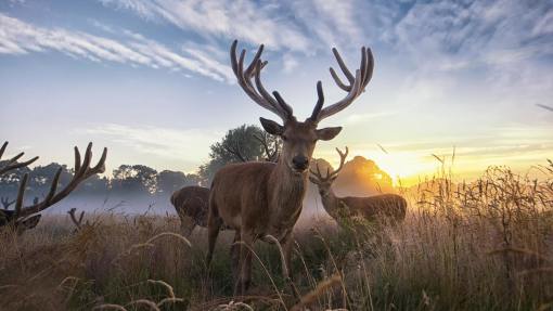 揭秘名列前茅背后的动物寓意,探秘鹿的智慧与象征 揭秘名列前茅背后的动物寓意,探秘鹿的智慧与象征