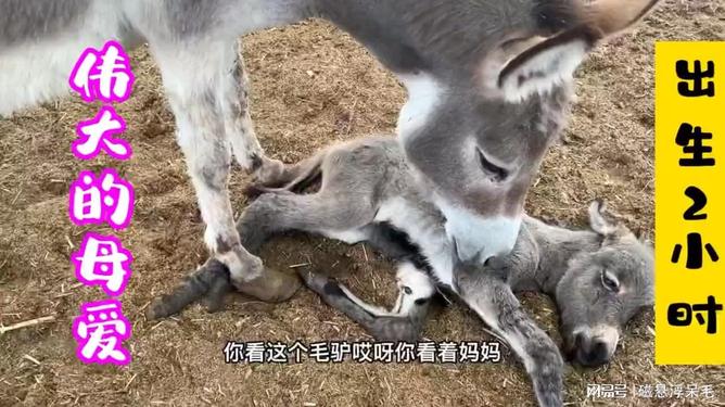 奄奄一息打一正确生肖，友爱作答落实解释