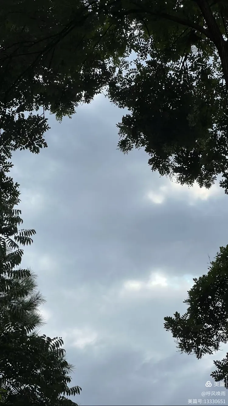 呼风唤雨佳中宫，生肖揭秘与精选解析