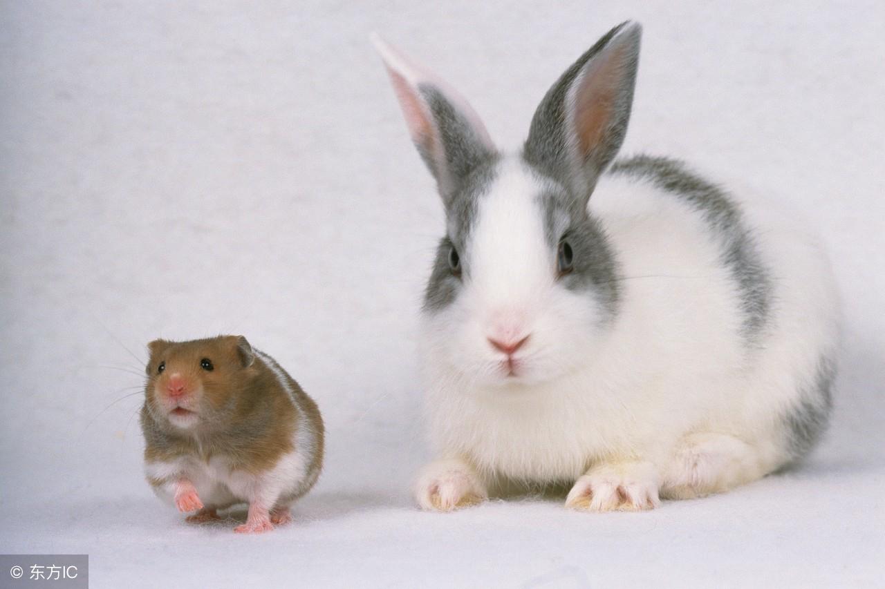 美中不足是什么生肖,神秘解释落实 美中不足是什么生肖,神秘解释落实