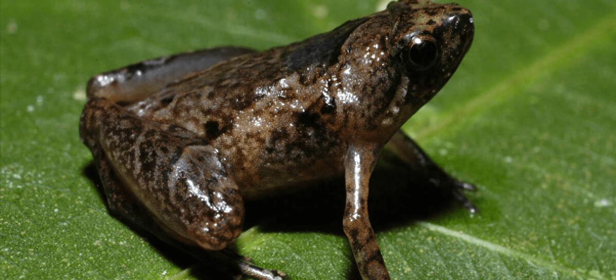 老曾最爱猜一动物，重点诠释解释落实