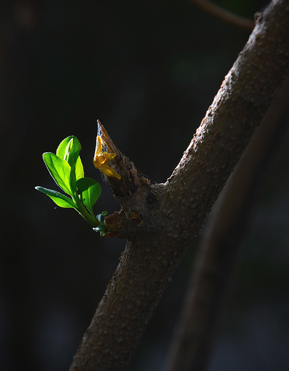 枯木逢春，生肖之谜与生命哲学的寓言