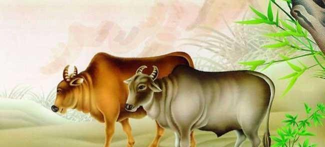 牛前面是什么生肖，探寻生肖之谜的深度解析