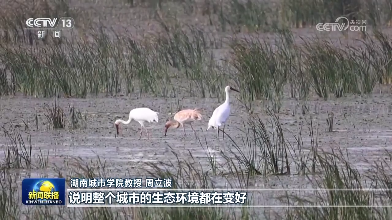 浮云遮日代表猜一动物，解析作答落实解释