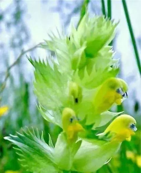 奇花异草中的生肖智慧，从积极解释到落实的转变