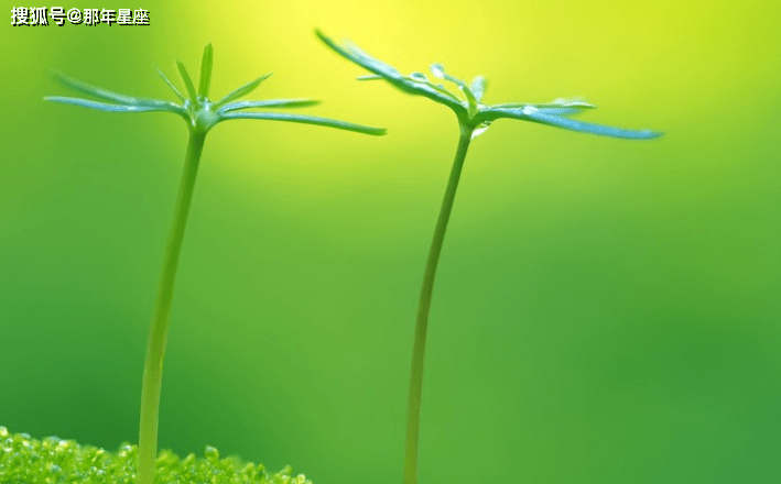 阳光是什么生肖，重点诠释解释落实