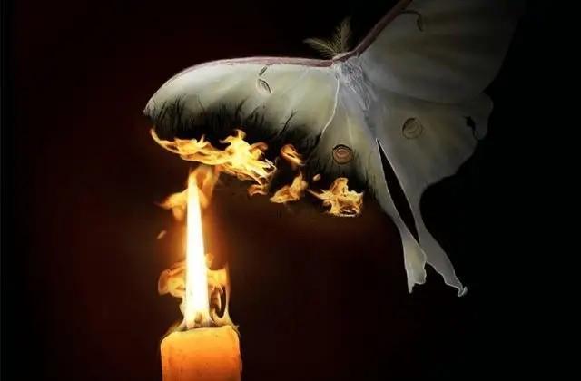 飞蛾扑火是指什么生肖，绝佳解释落实