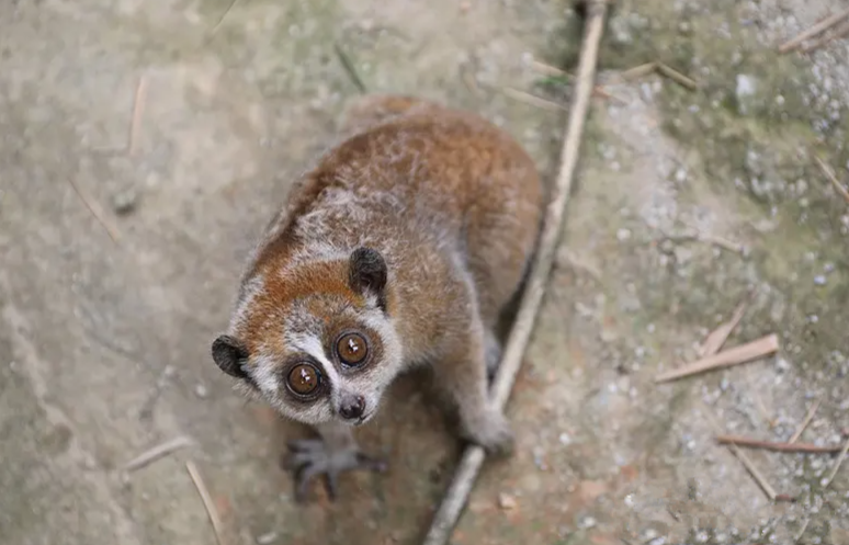 回力无天猜一动物，理想作答与落实的奇妙结合