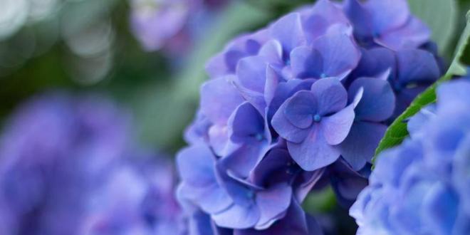 玫瑰花是什么生肖，一场误导解释的落实与反思