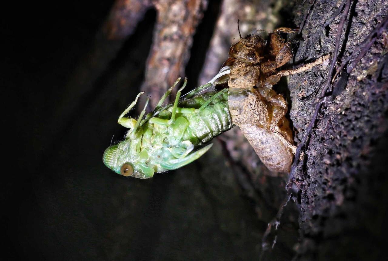 揭秘金蝉脱壳，生肖之谜的深度解析